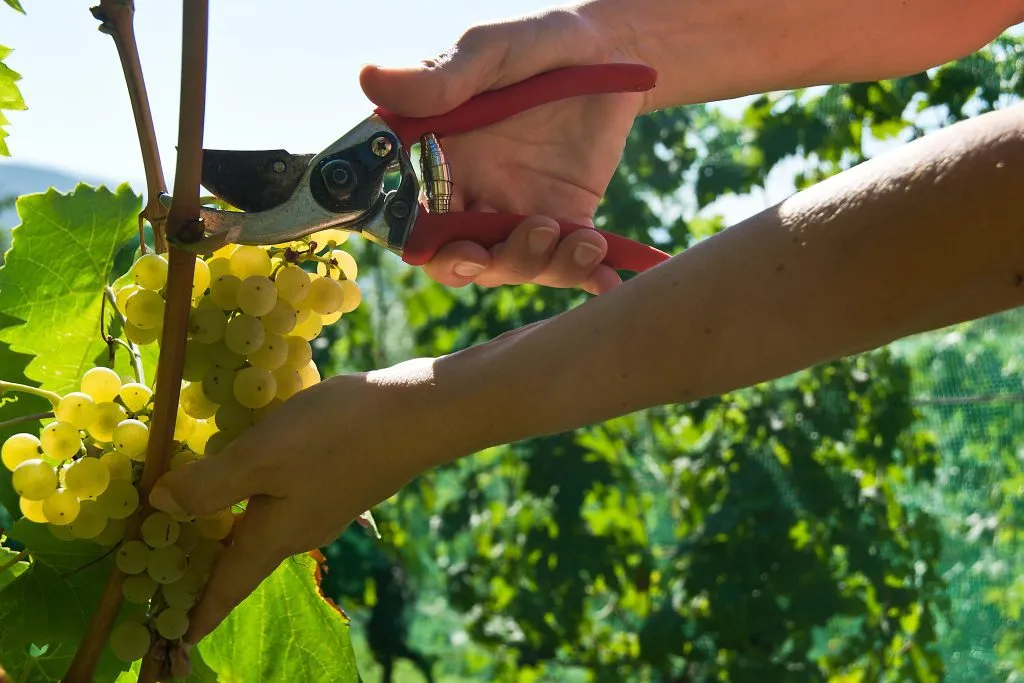 Lær de små istriske vingårdes autentiske metoder at kende